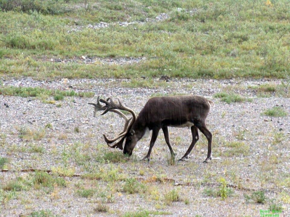 Caribou at Toklat River, Denali National Park