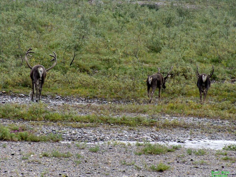 Caribou in Denali National Park
