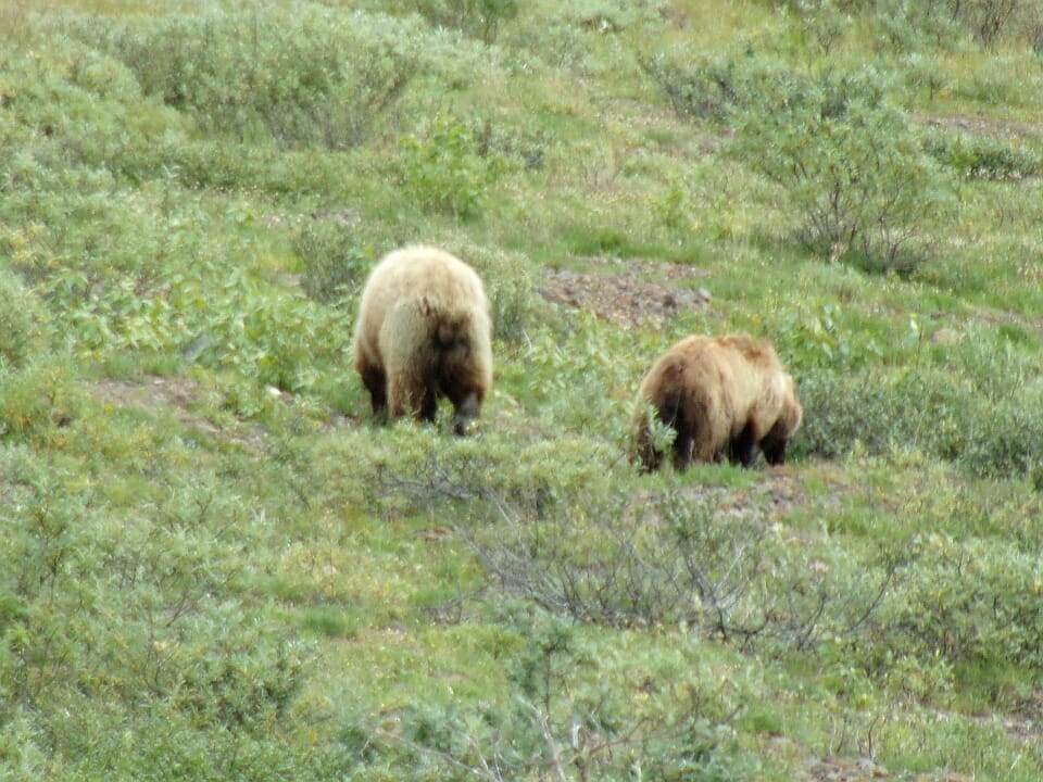 The Denali Road Lottery - grizzly bear sighting near MP 60