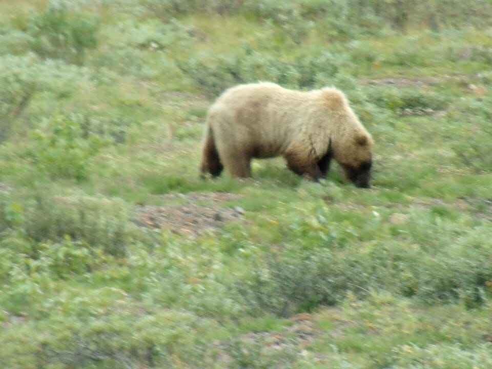 Grizzly bear sighting, Denali National Park