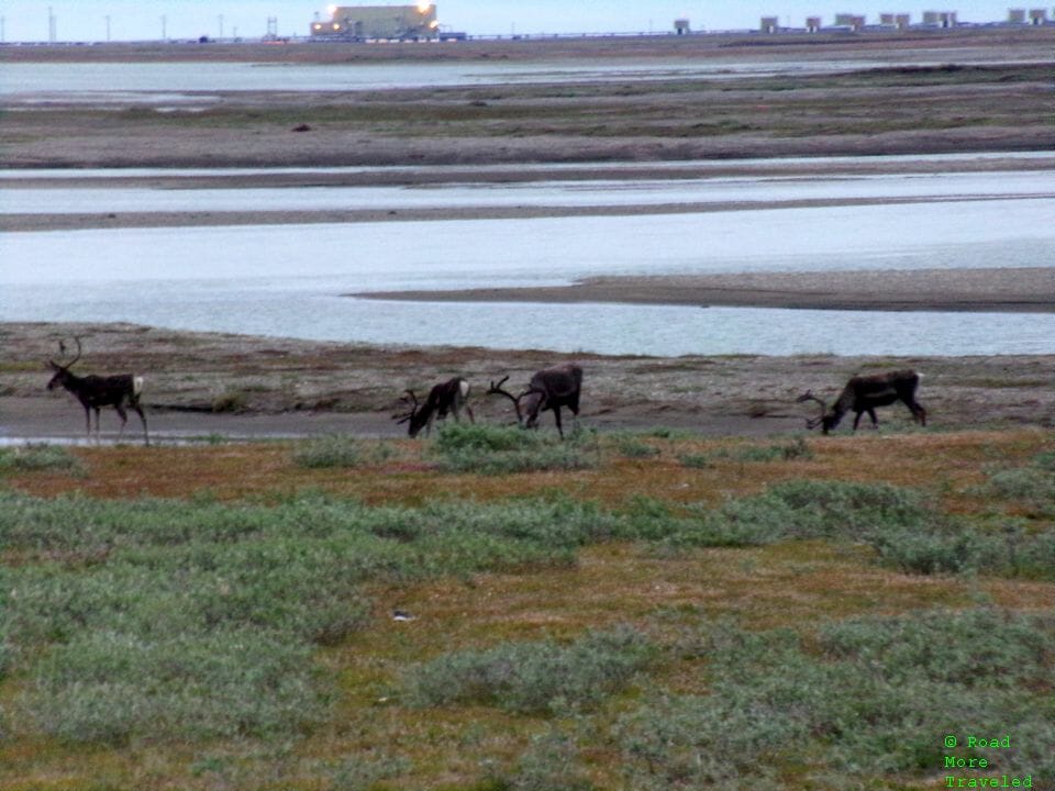 Caribou grazing in Deadhorse, Alaska