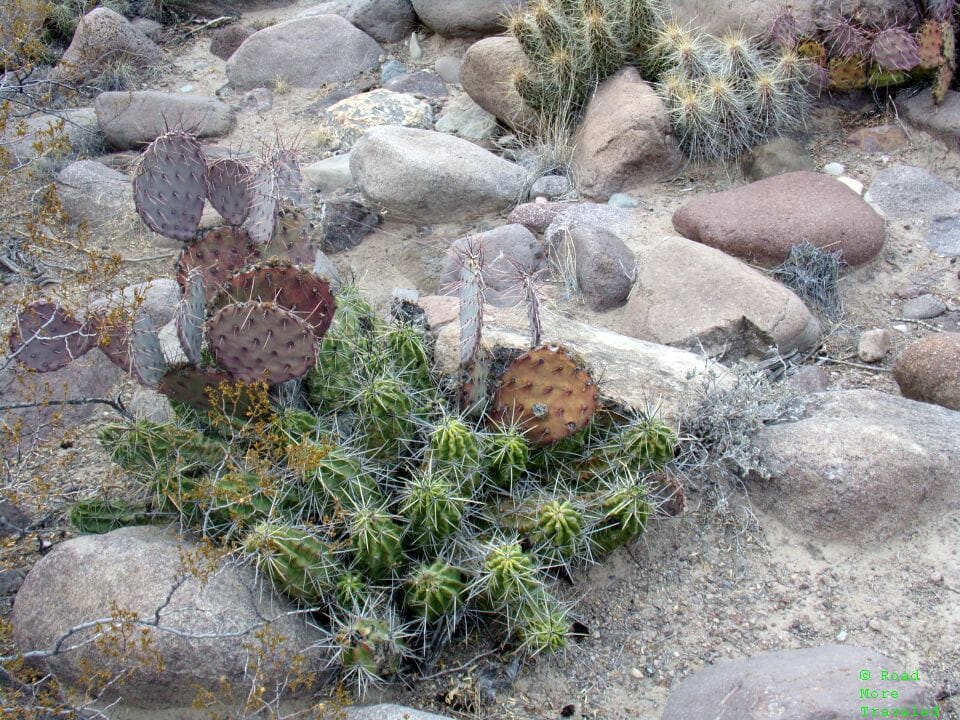 Cacti on Hoodos Trail, Big Bend Ranch State Park