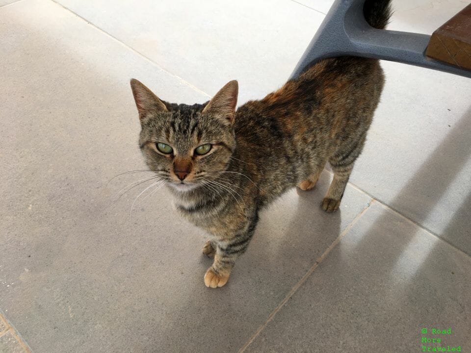 Stray cat at Presidio-Ojinaga bridge