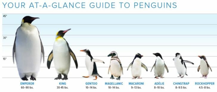 a penguin chart showing different types of penguins