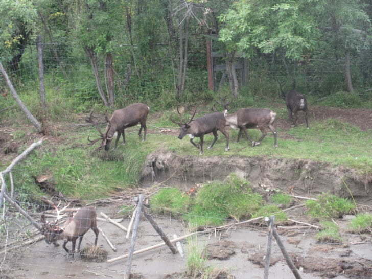 a group of deer in a forest