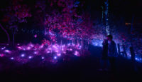 people standing in a forest with purple lights