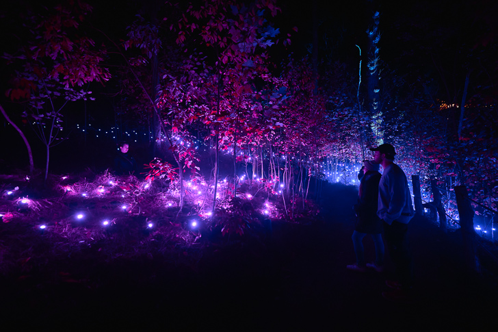 people standing in a forest with purple lights