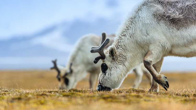 Svalbard Reindeer