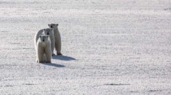 Swan Hellenic Arctic Sale: Svalbard, Greenland and The Norwest Passage from $4,830
