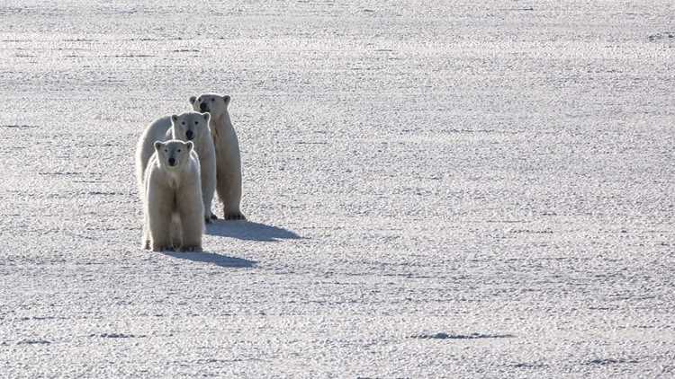a group of polar bears standing in snow