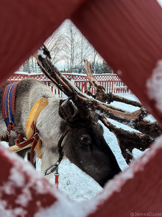 a reindeer with a harness on
