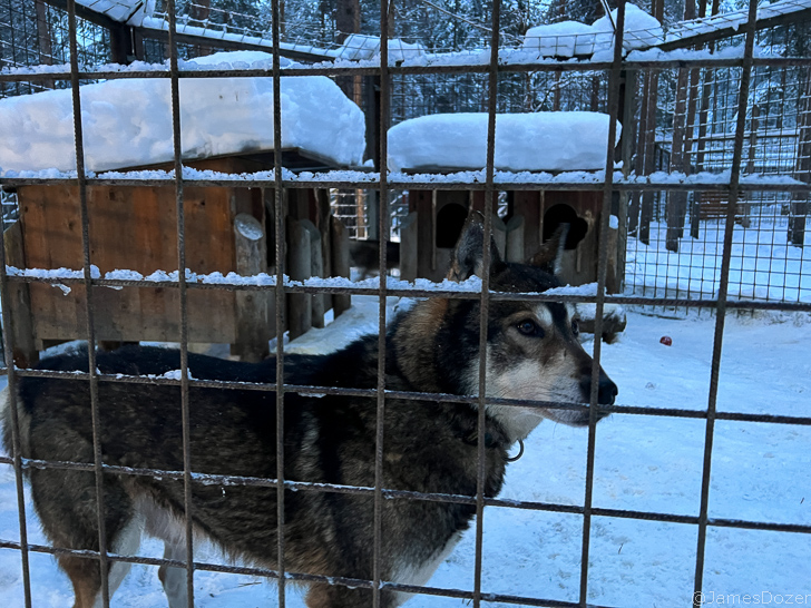 a dog in a cage with snow