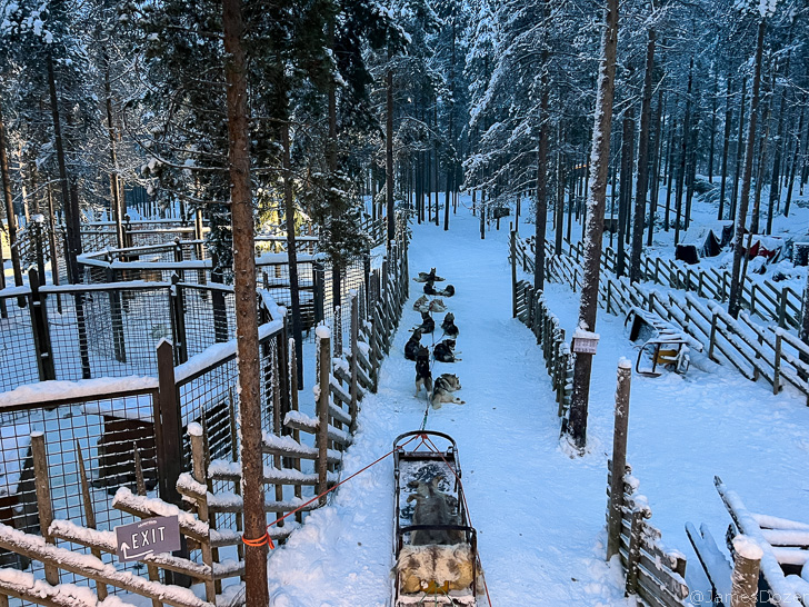 a group of dogs pulling a sled in the snow