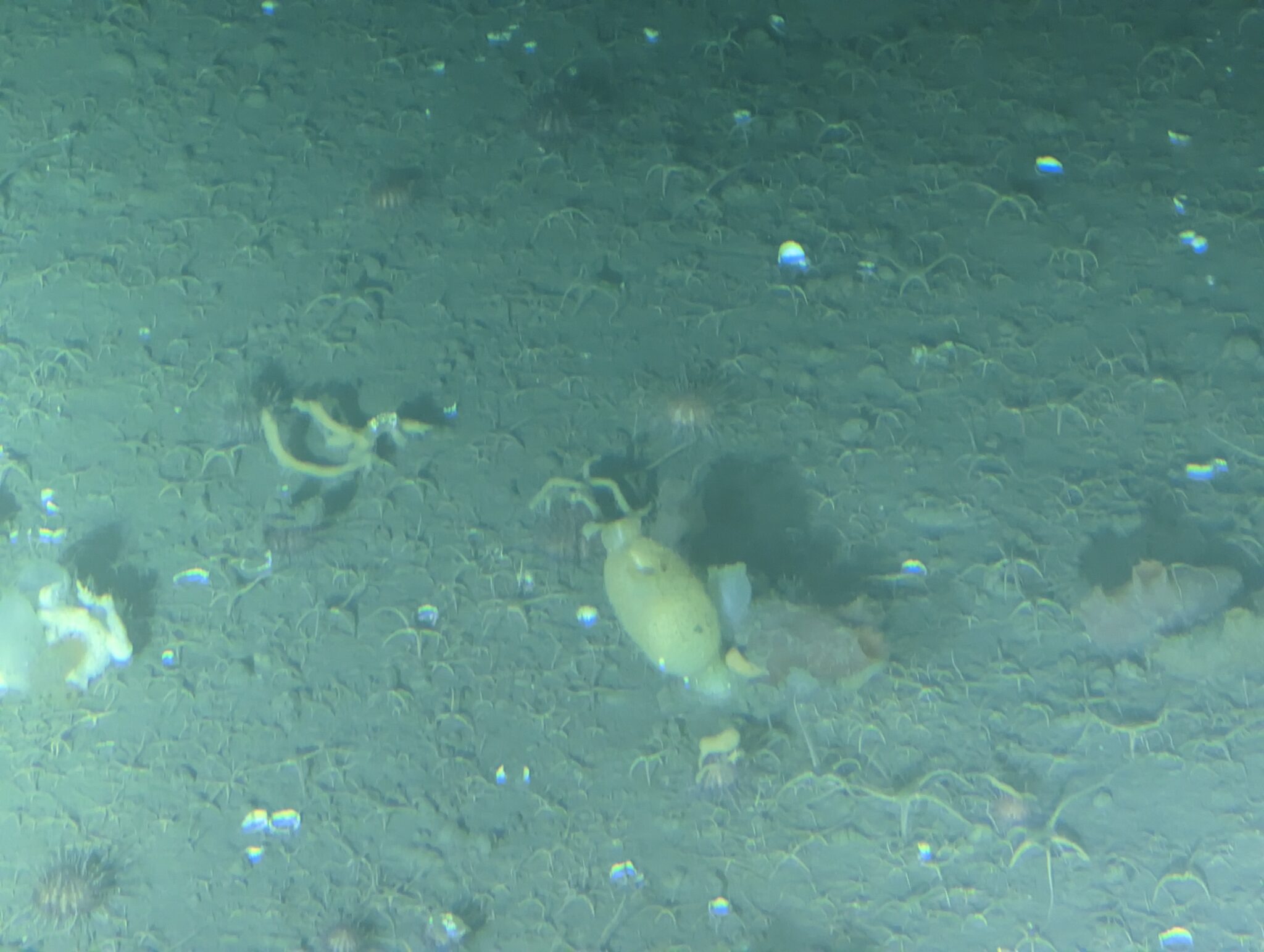 a sea creature under water