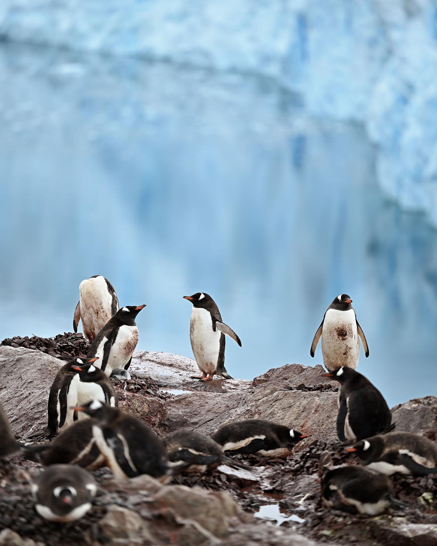 a group of penguins on a rock