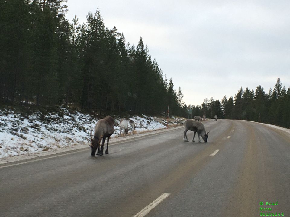 Herd of caribou, south of Ivalo, Finland