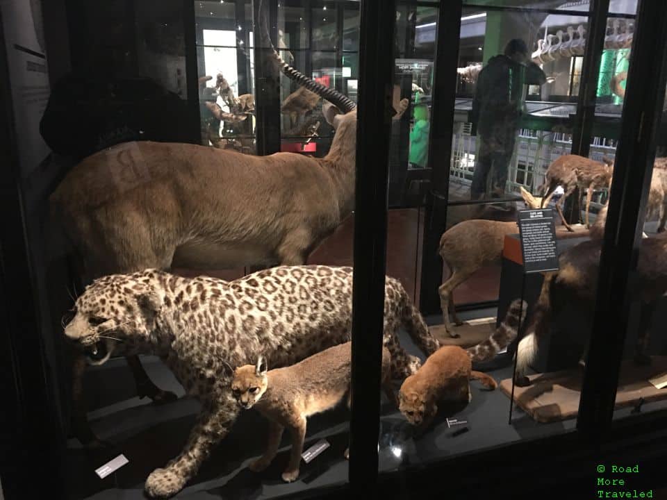 Manchester Museum - cats exhibit