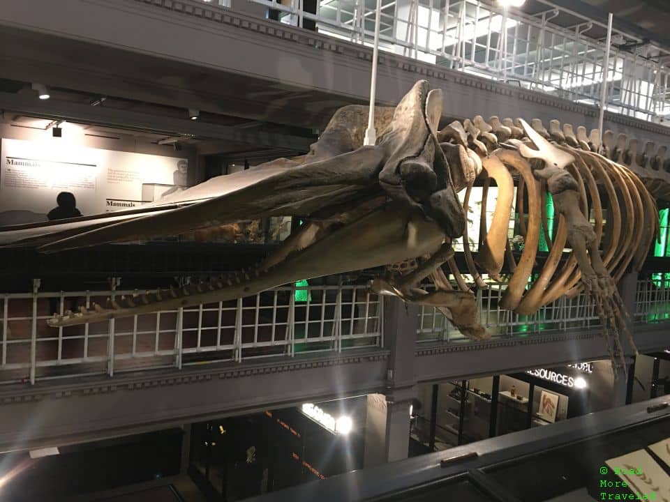 Sperm whale skeleton at Manchester Museum