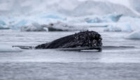 a whale swimming in the water