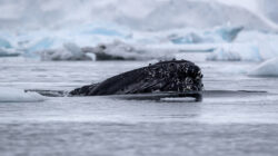 a whale swimming in the water