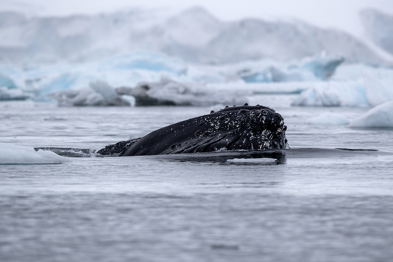 can you travel to antarctica by plane