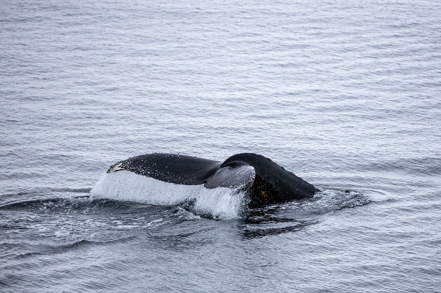 a whale tail in the water