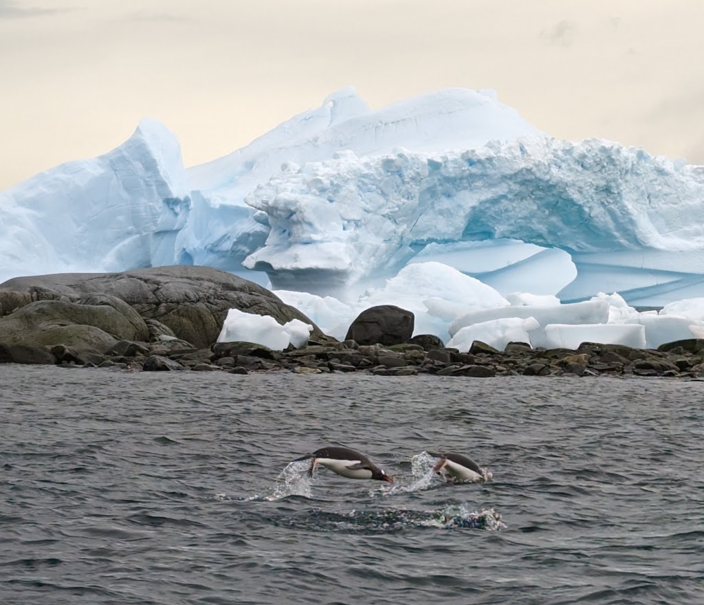 penguins swimming in the water