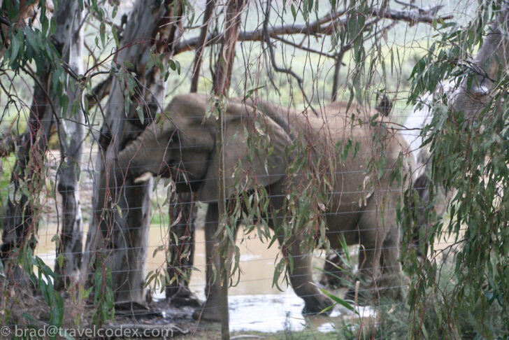 an elephant standing in water by a tree