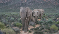 a group of elephants walking on a dirt path
