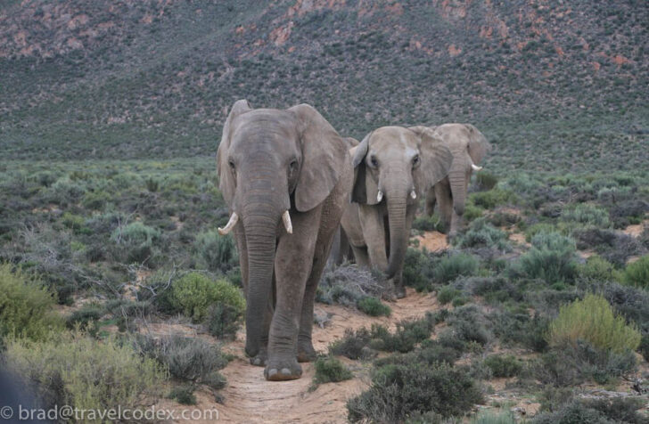 a group of elephants walking on a dirt path