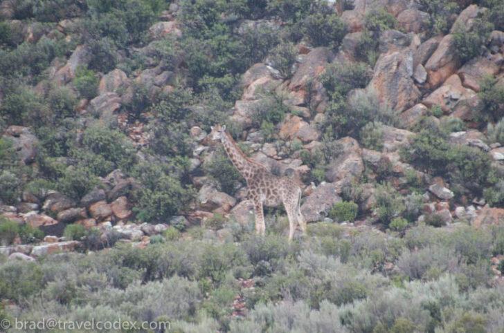 a giraffe standing in a rocky area