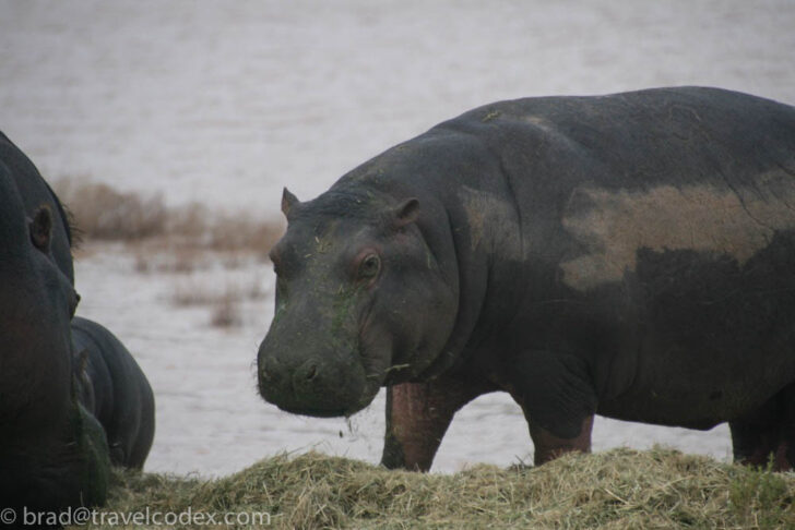a hippos standing in grass near water
