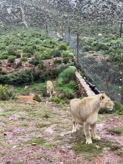a lioness walking in a grassy area