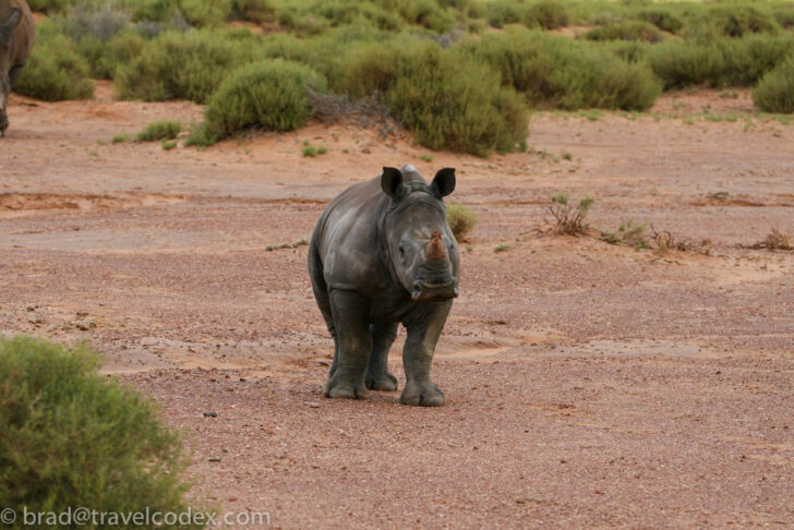 a rhinoceros standing in a desert