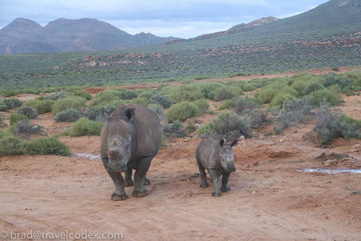 a rhinoceros and a baby rhino