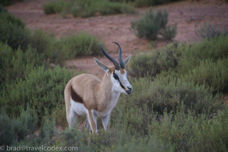 an animal standing in a field