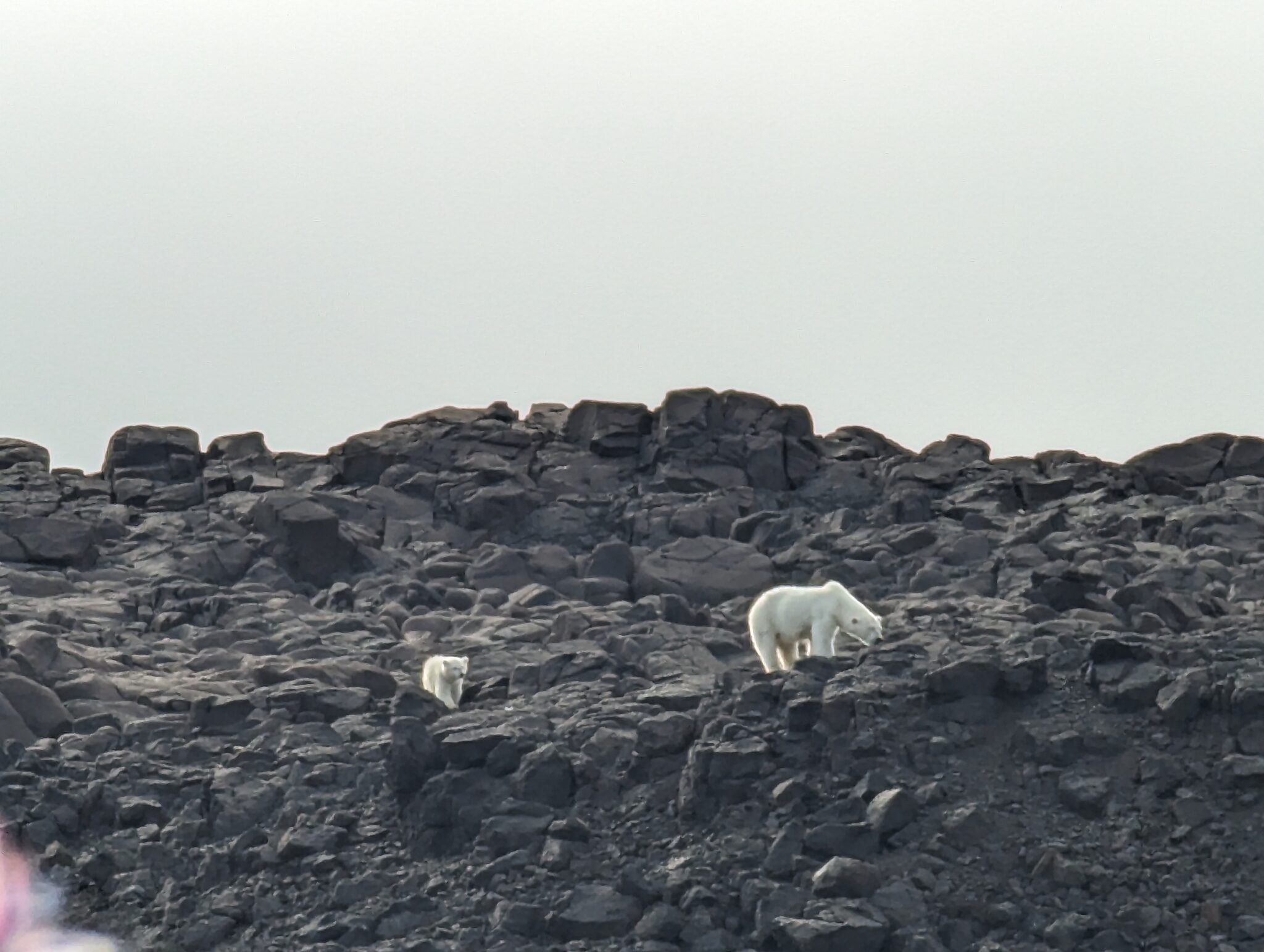 Polar Bears