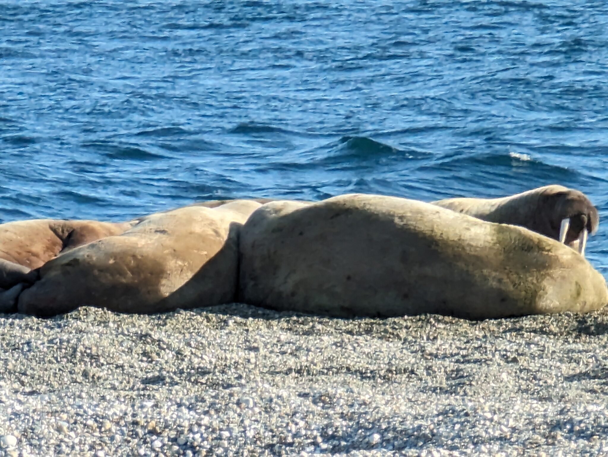 Walrus arctic