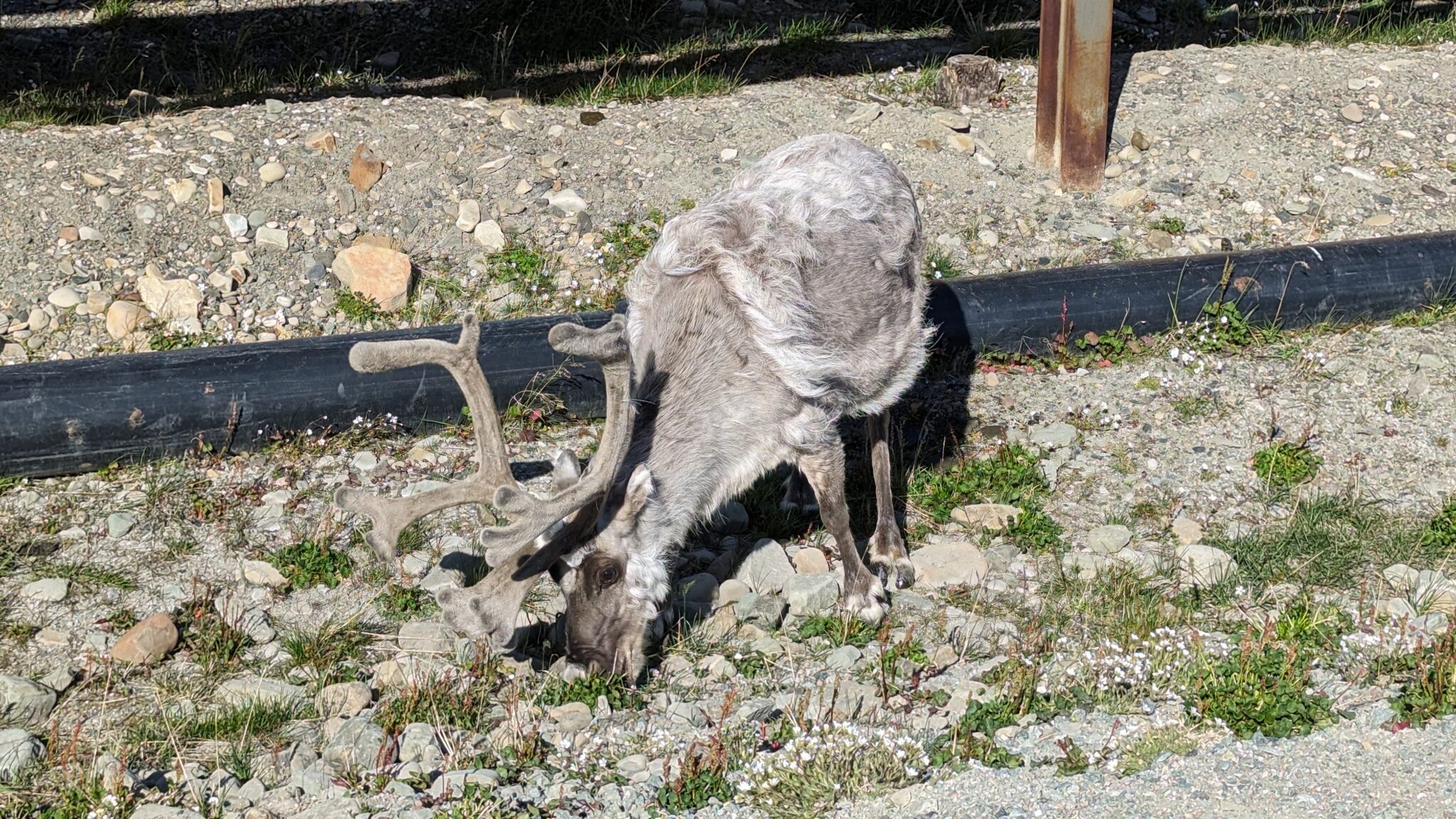 Svalbard reindeer