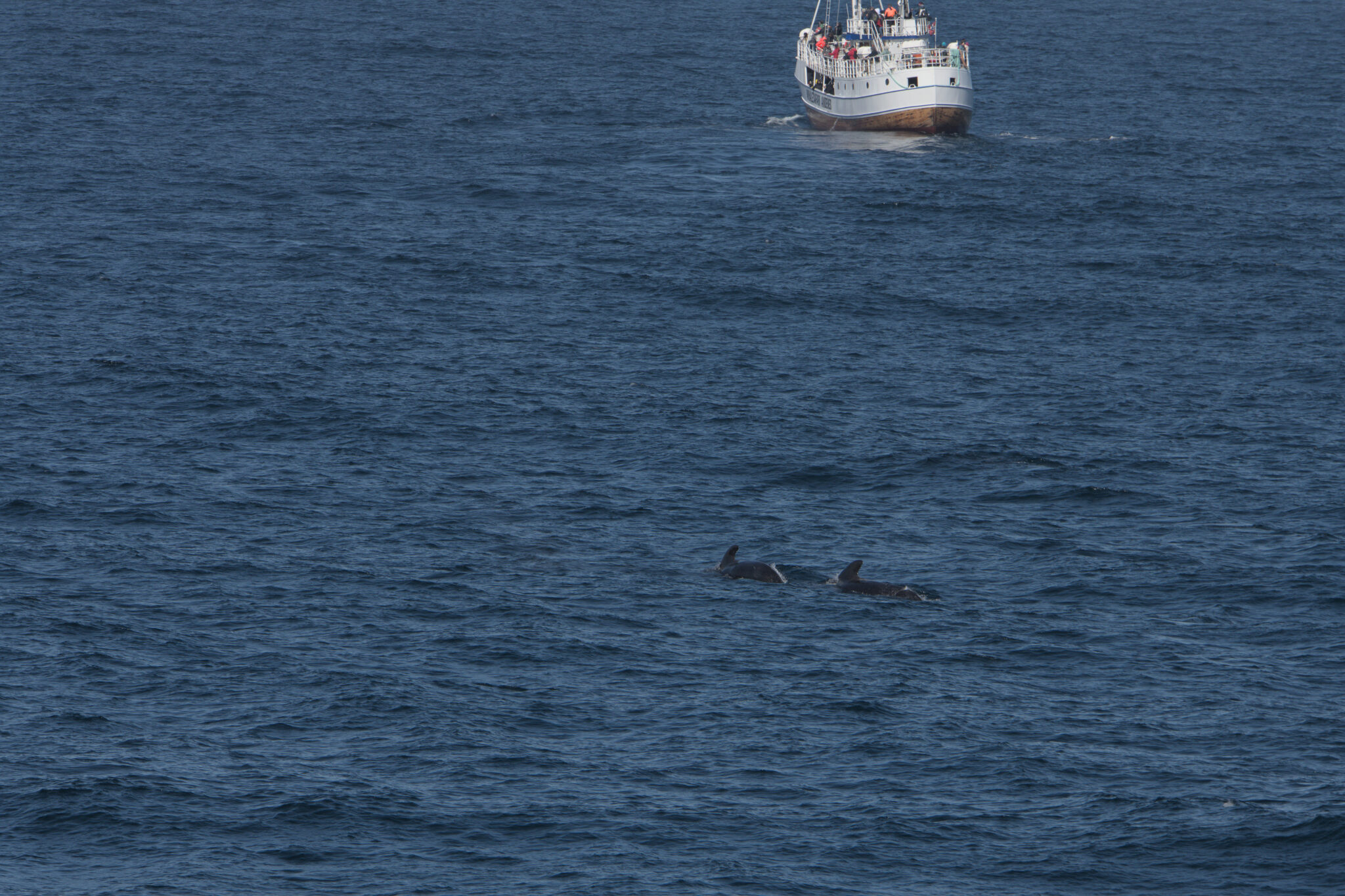 a boat in the water with dolphins in the background