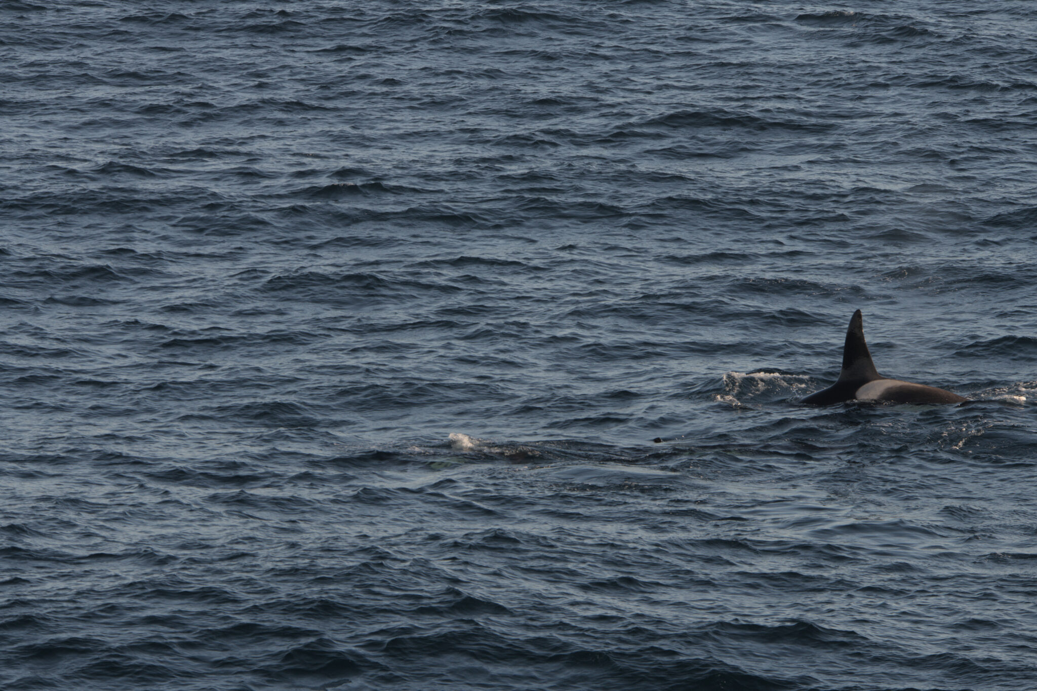 Arctic Orcas