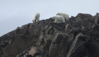 a group of polar bears on a rocky hill