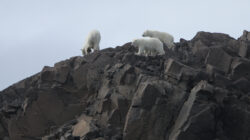 a group of polar bears on a rocky hill