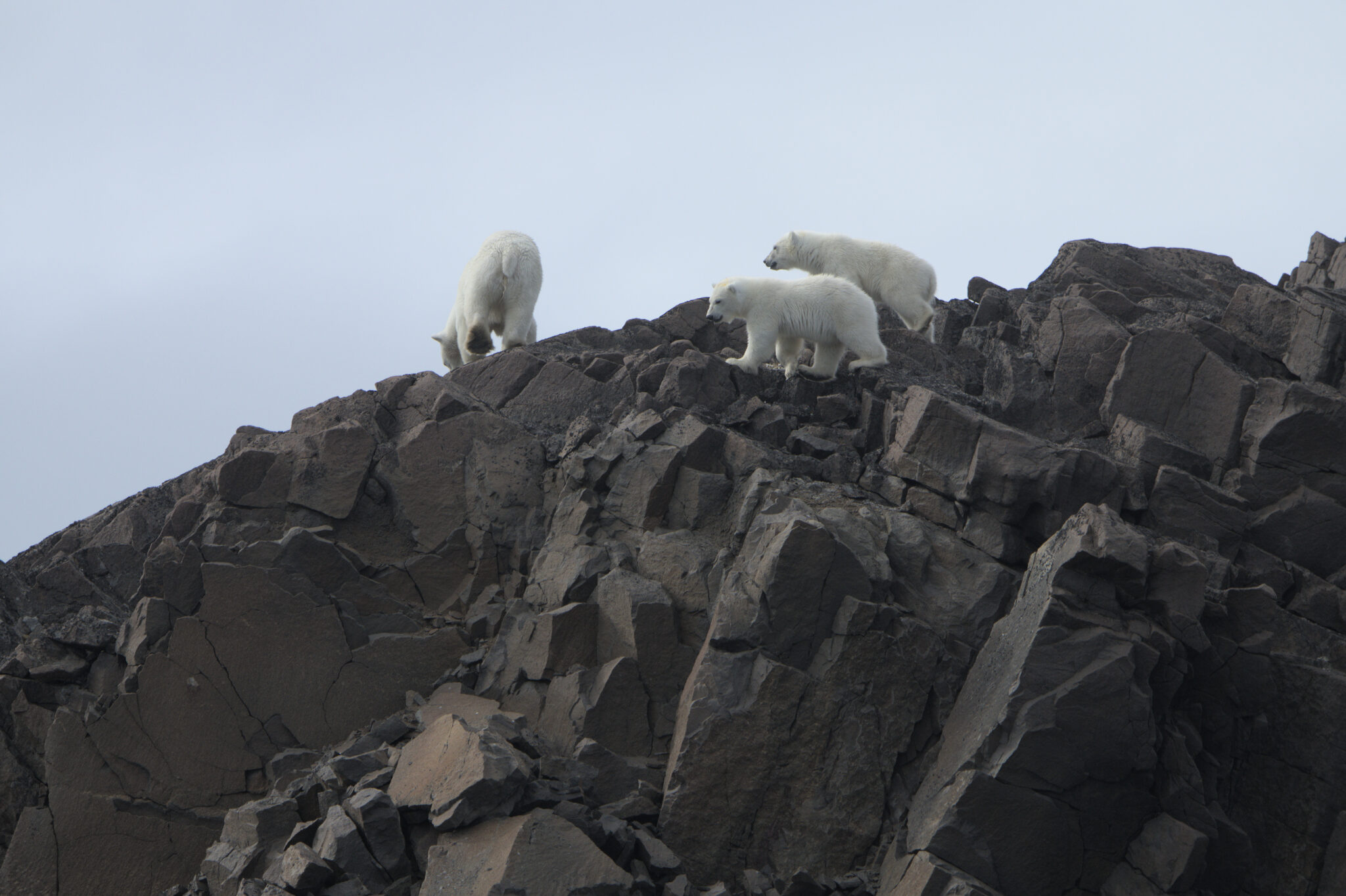 polar bears lindblad