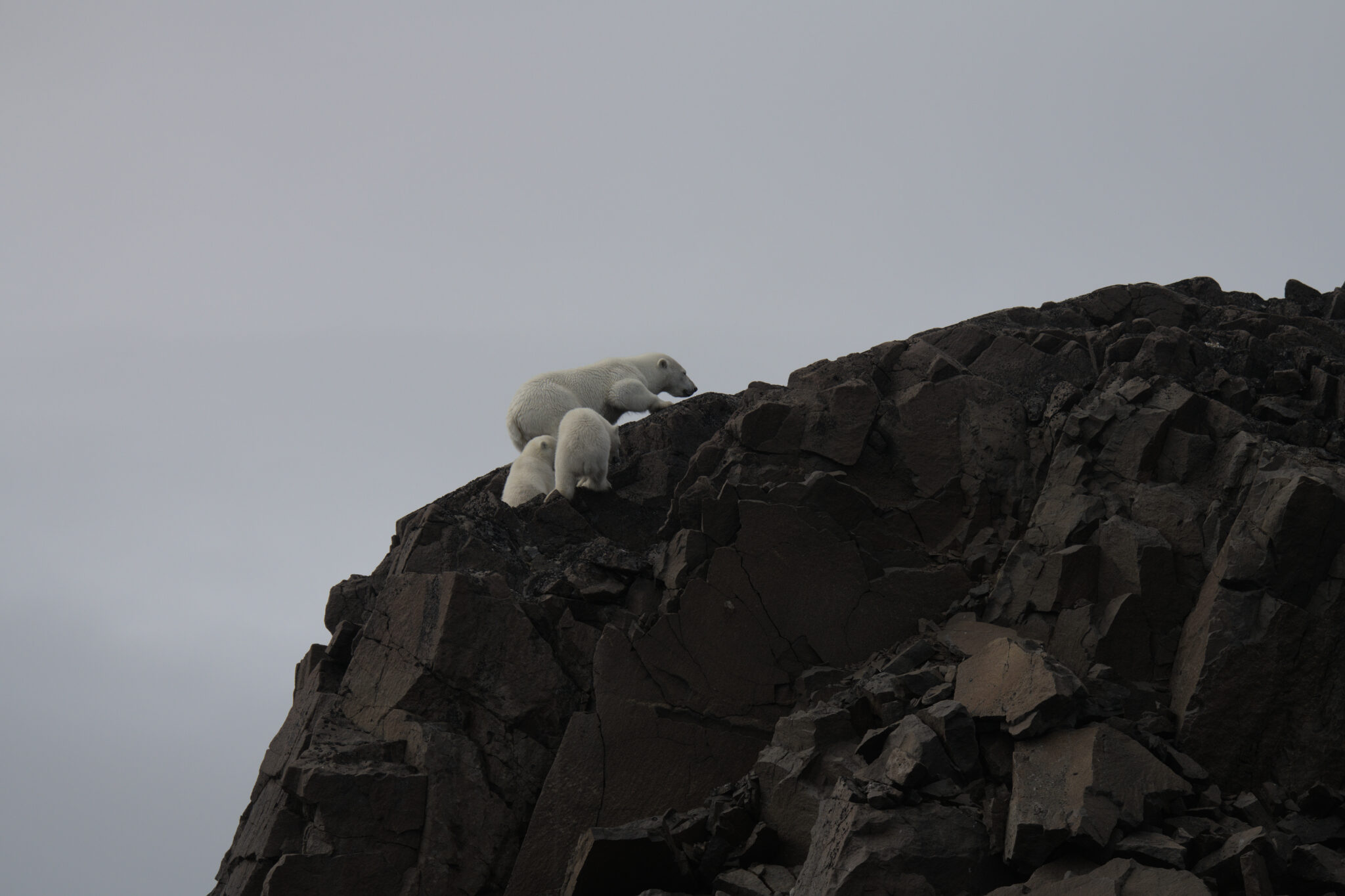 a polar bear on a rocky cliff