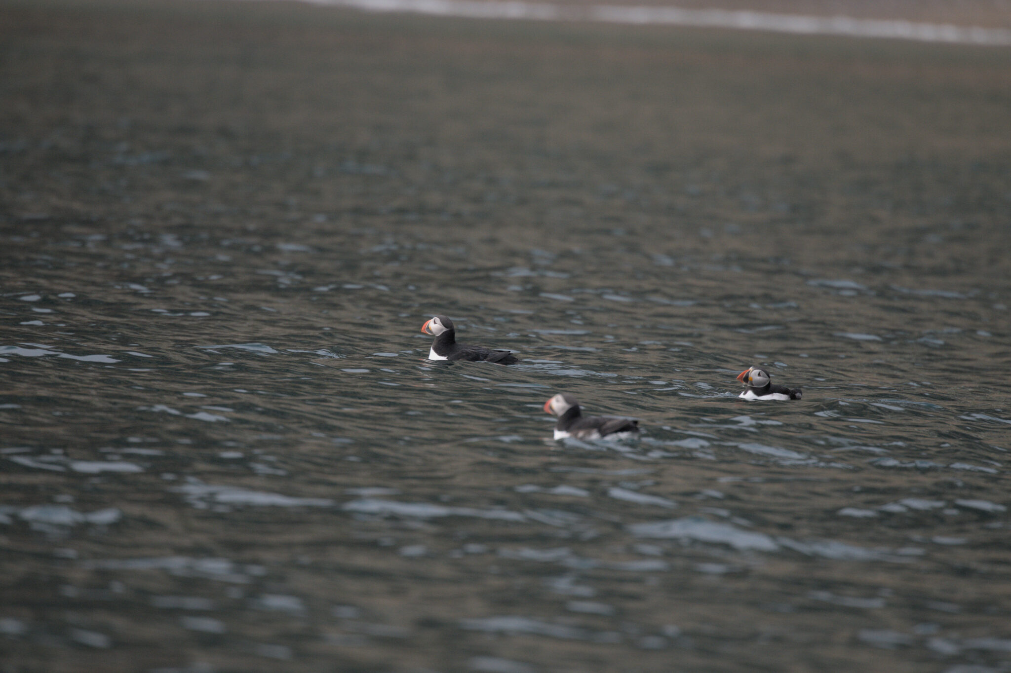 Arctic Puffins