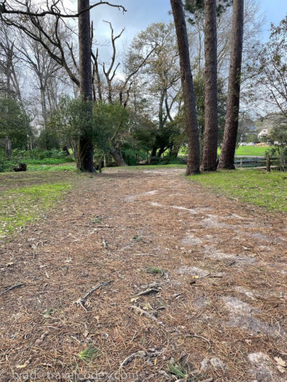 a dirt path with trees in the background