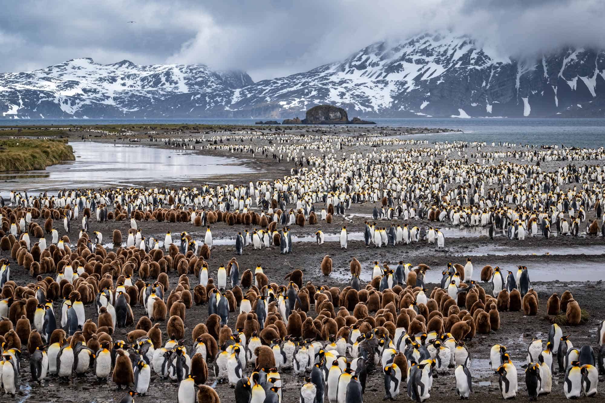 a large group of penguins on a beach