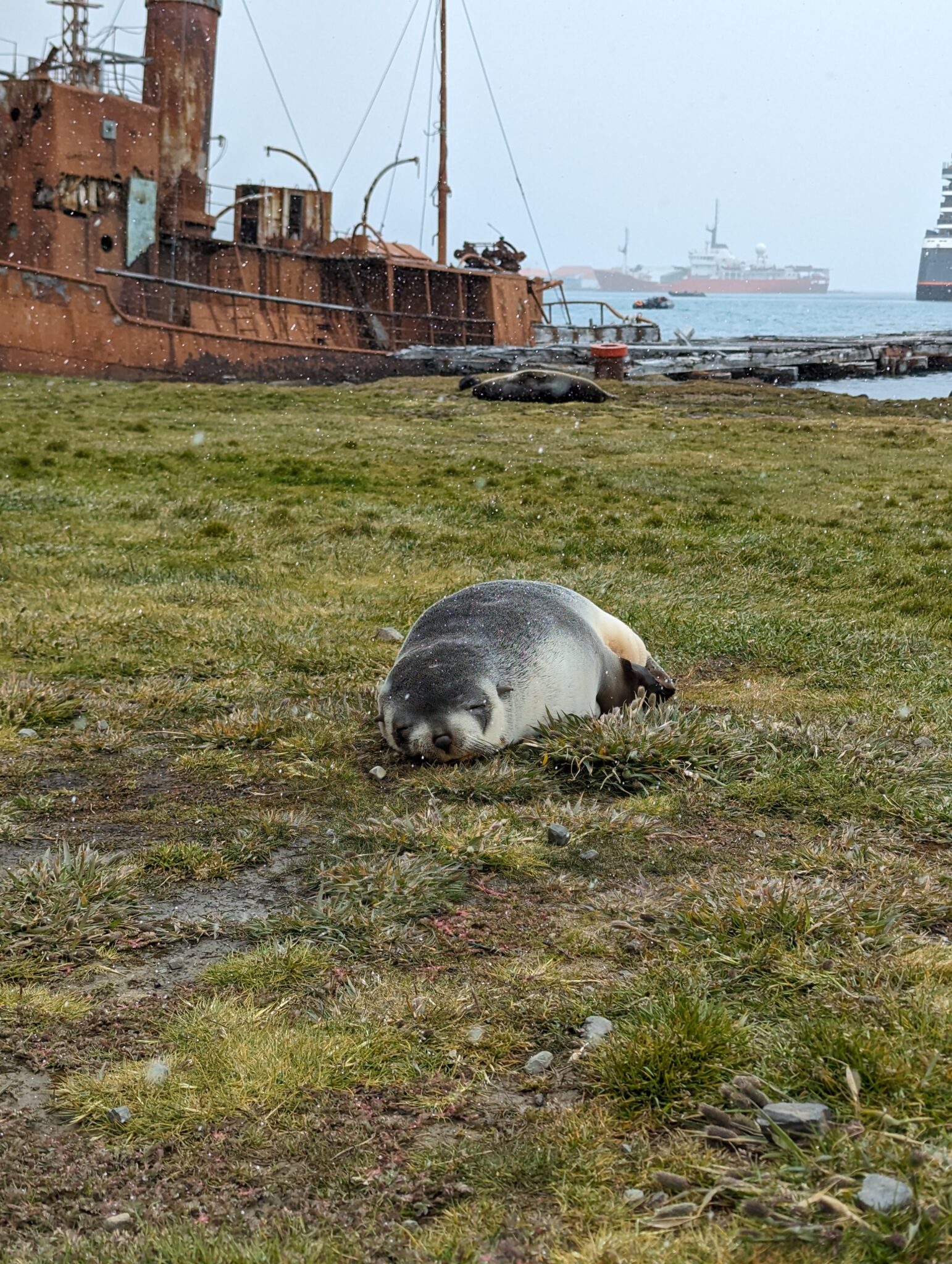 seals in south georgia