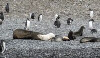 a group of penguins and seals on a rocky beach